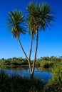 New Zealand Cabbage Tree Growing In Wetland